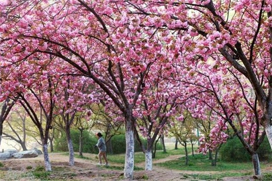 日本晚樱和东京樱花的区别，四种办法区分两者