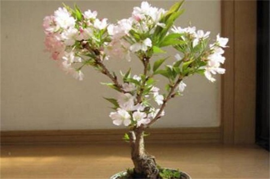 日本晚樱和东京樱花的区别，四种办法区分两者