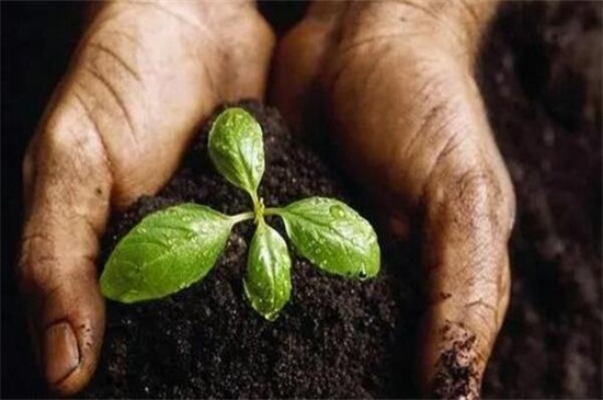 樱花如何养才能长的好