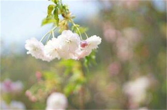 樱花如何养才能长的好