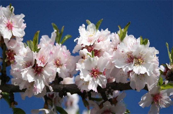 樱花如何养才能长的好