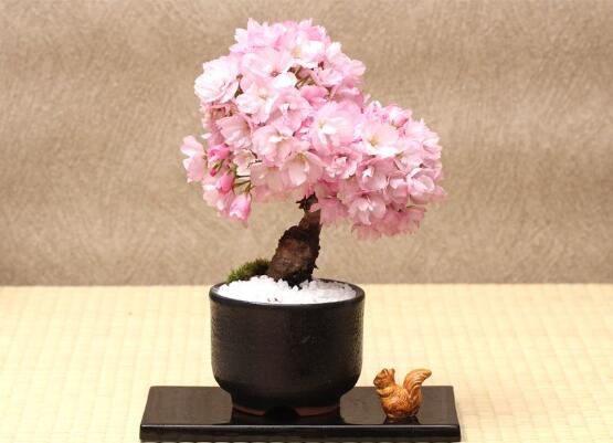 樱花盆景如何养护，5个步骤教你养一盆赏心悦目的樱花
