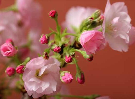 樱花盆景如何养护，5个步骤教你养一盆赏心悦目的樱花
