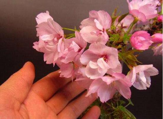 樱花盆景如何养护，5个步骤教你养一盆赏心悦目的樱花
