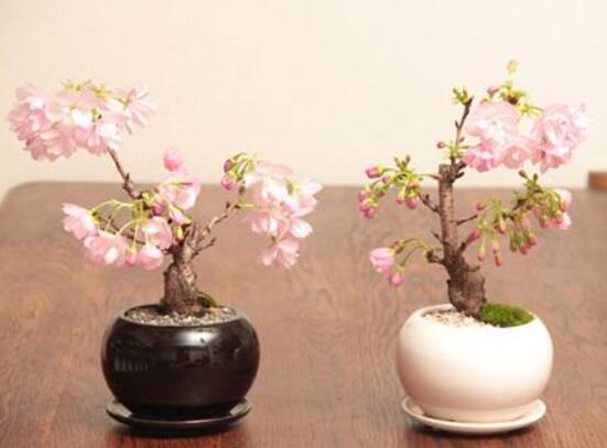 樱花盆景如何养护，5个步骤教你养一盆赏心悦目的樱花