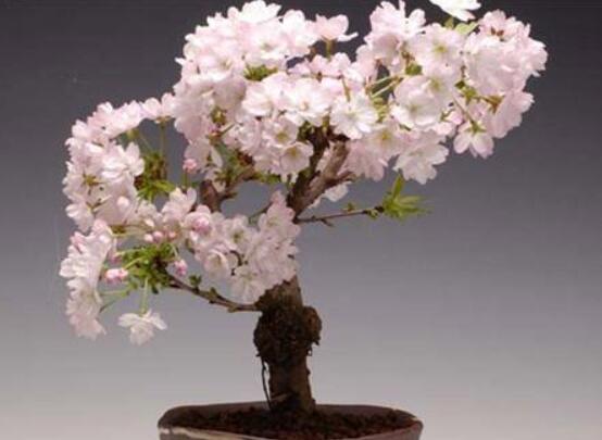 樱花盆景如何养护，5个步骤教你养一盆赏心悦目的樱花