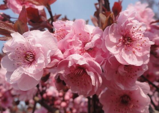 樱花盆景如何养护，5个步骤教你养一盆赏心悦目的樱花