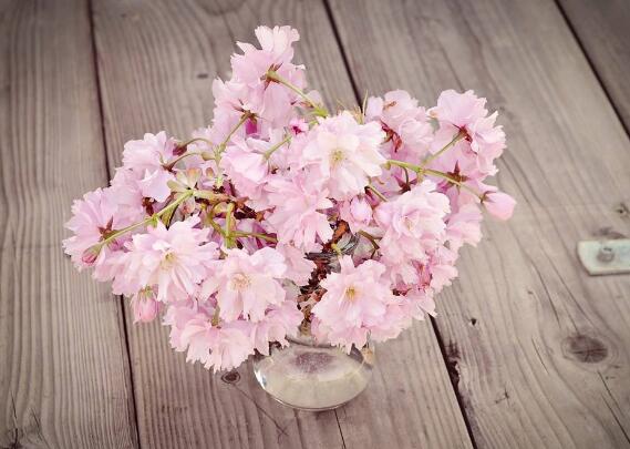 樱花折下来后如何养，可扦插嫁接不能养在水里