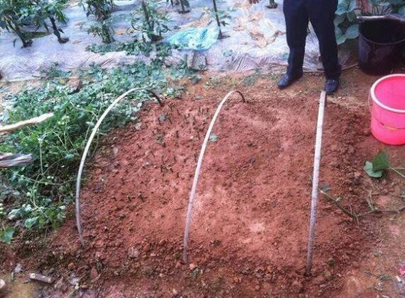 樱花折下来后如何养，可扦插嫁接不能养在水里