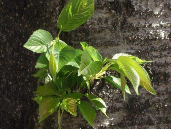 樱花折下来后如何养，可扦插嫁接不能养在水里