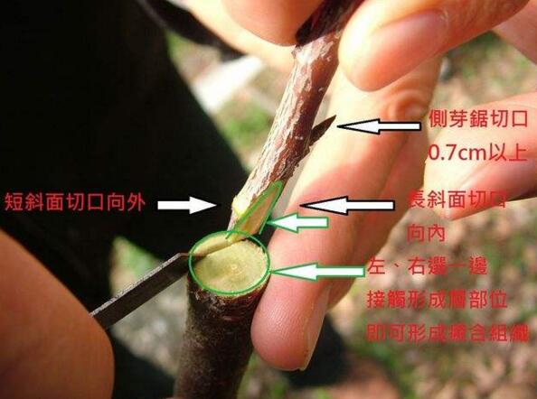 樱花折下来后如何养，可扦插嫁接不能养在水里