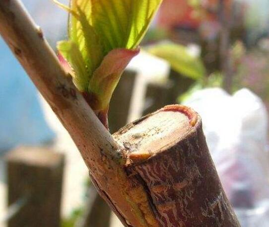 樱花折下来后如何养，可扦插嫁接不能养在水里