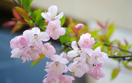 樱花的花期：花期短,落花优美