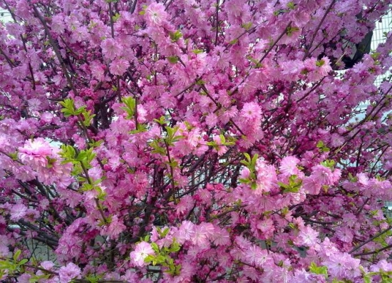 描写樱花的诗句：满树烂漫，如云似霞