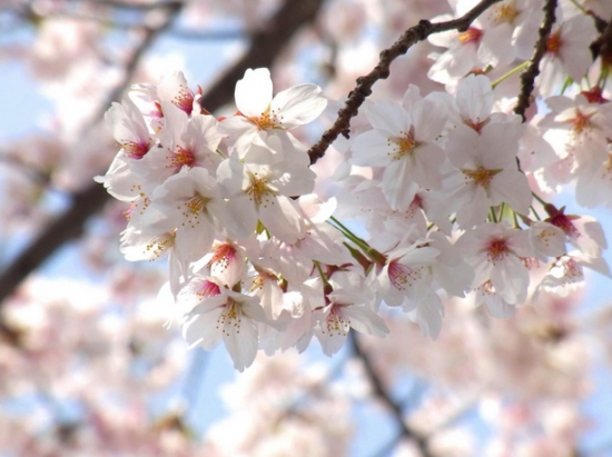 樱花的养殖办法和留意事项