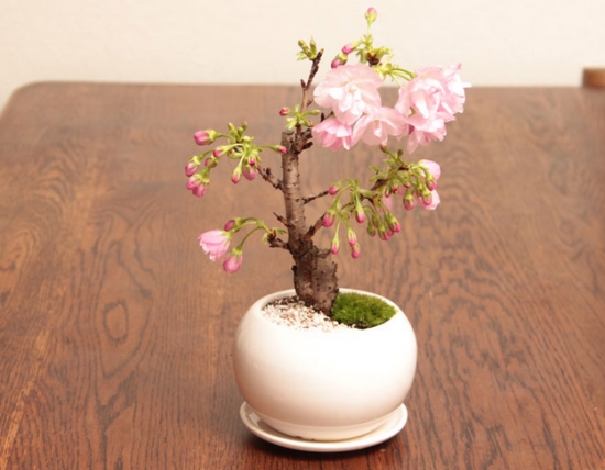 樱花的养殖办法和留意事项