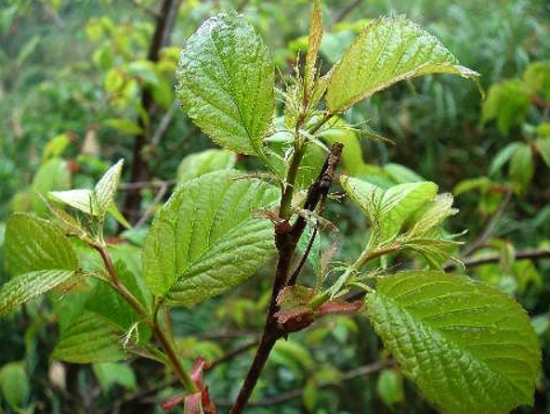 盆栽樱花叶黄脱落如何办