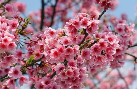 栽培樱花应留意些什么
