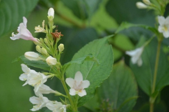 锦带花种类大全,详解锦带花种类