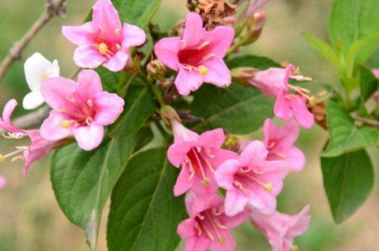 锦带花什么时候开花,春末4~6月开花