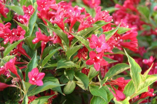 锦带花什么时候开花,春末4~6月开花