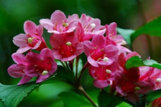 锦带花什么时候开花,春末4~6月开花