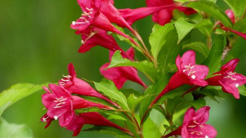 锦带花的养殖办法和留意事项