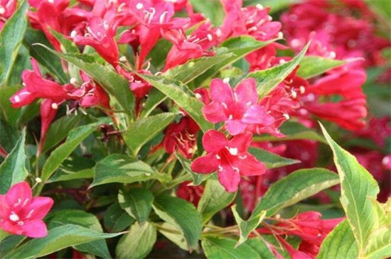 锦带花的养殖办法和留意事项