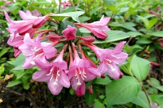 锦带花的养殖办法和留意事项