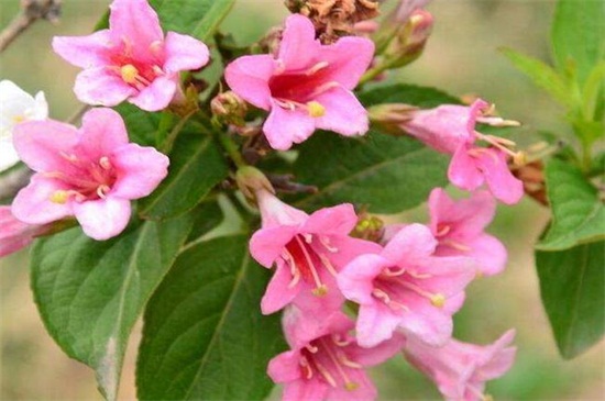 海仙花和锦带花的区别,4种更快区分两者的办法