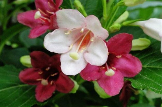 海仙花和锦带花的区别,4种更快区分两者的办法