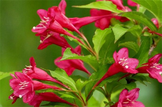 海仙花和锦带花的区别,4种更快区分两者的办法