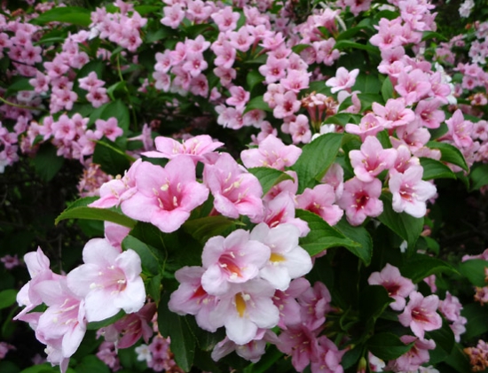 遍地盛开的锦带花 锦带花的养殖办法:生长季节留意浇水,经常保持土壤湿润