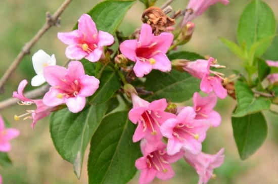 锦带花 锦带花养护有哪些要点