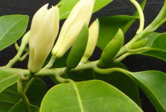 看着,待着 如何使白兰花叶茂花繁