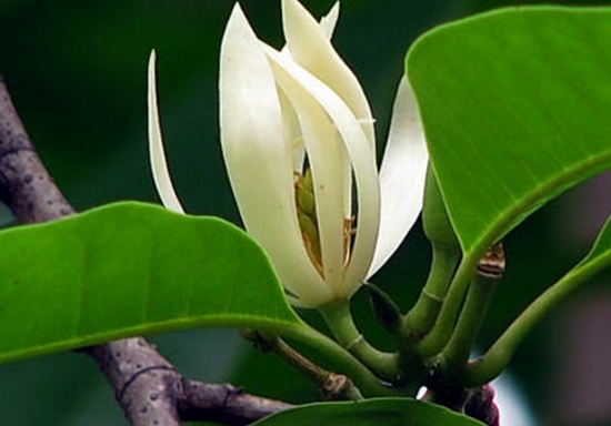 白兰花的养殖办法和留意事项：白兰花的养殖办法：白兰花养殖办法