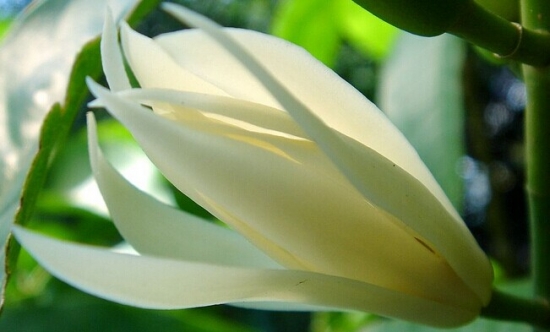 如何科学栽培白兰花