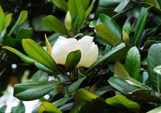 生长良好的白玉兰 盆栽白玉兰夏季枯叶如何办