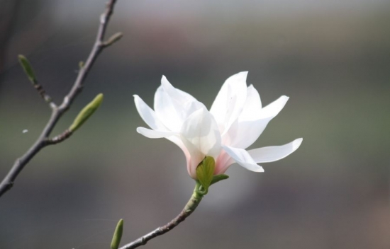 白玉兰 盆栽白玉兰不开花如何办