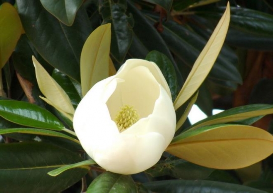 繁殖玉兰花有哪些办法