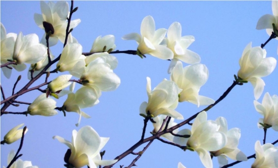 盆栽玉兰花生长不好如何办