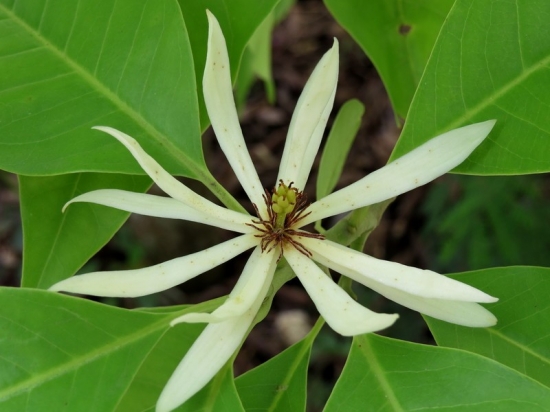 白兰花出现黄叶如何办