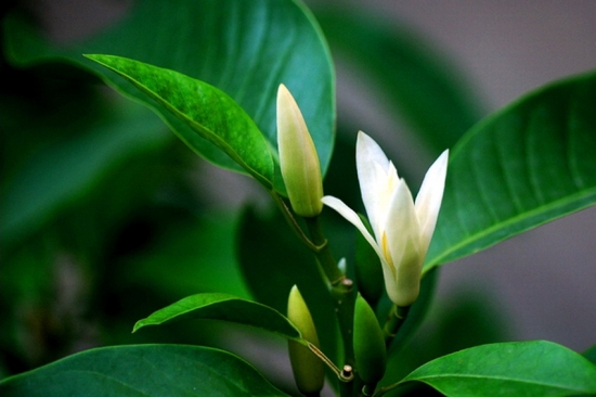 夏秋季白兰花叶片脱落如何办