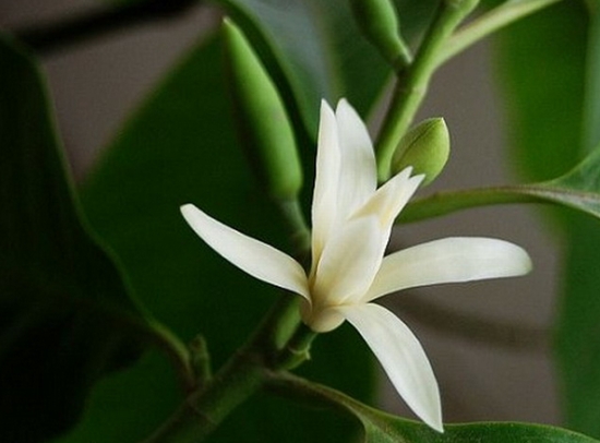 白兰花叶稀花少 白兰花叶稀花少如何办