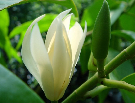 如何用针刺法促使白兰花开花