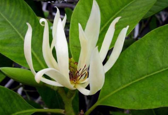 怒放的白兰花 如何使白兰花多开花