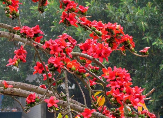 木棉花 木棉花的养殖办法:肥沃之地最适宜栽植