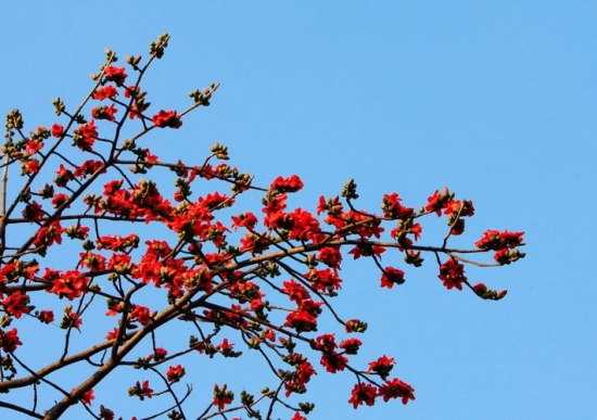 木棉花 木棉花的养殖办法:肥沃之地最适宜栽植