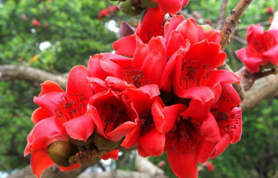 木棉花 木棉花的养殖办法:肥沃之地最适宜栽植