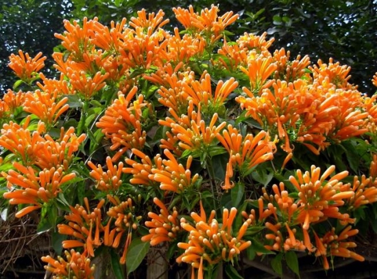 炮仗花 如何使炮仗花挂满枝头